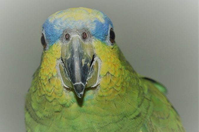 Papagei Alex - Amazone von Tiertrauer Rednerin Klaudia Fagerer
