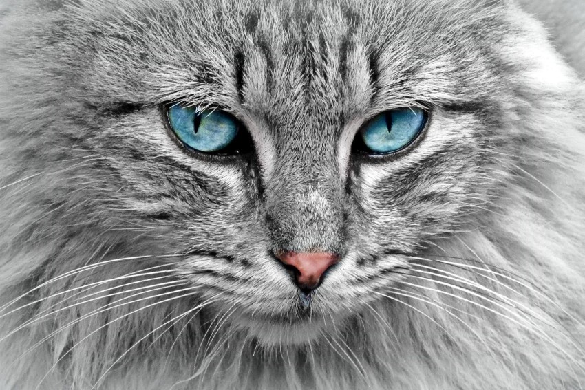 Tier-Trauer Freie Rednerin Klaudia Fagerer graue Katzer mit blauen Augen